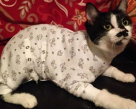 Tulane's Closet Cat Post Surgery Onesie