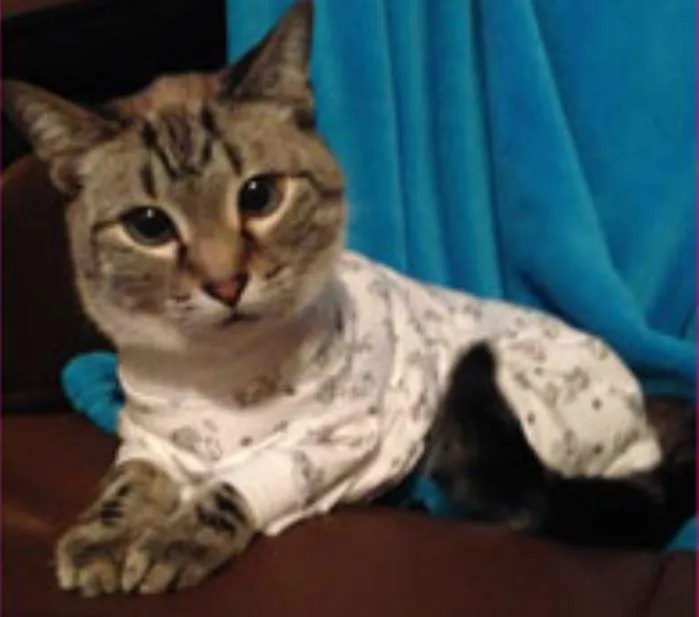 Tulane's Closet Cat Post Surgery Onesie